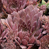 SEMPERVIVUM CHOCOLATE KISS