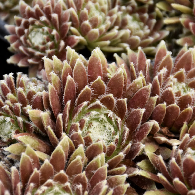 SEMPERVIVUM COSMIC CANDY