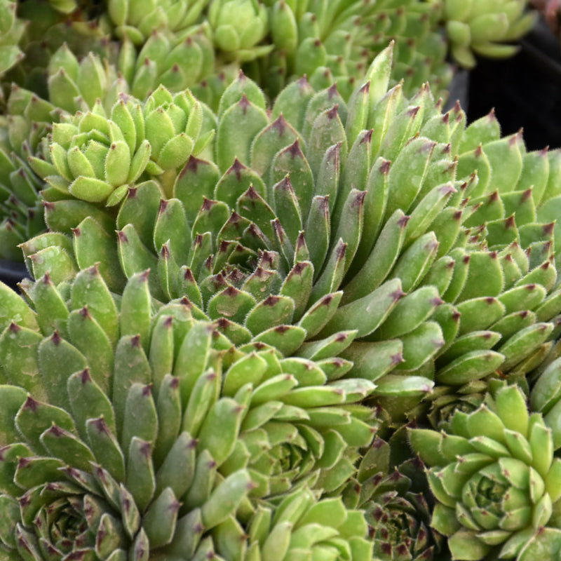 SEMPERVIVUM APPLETINI