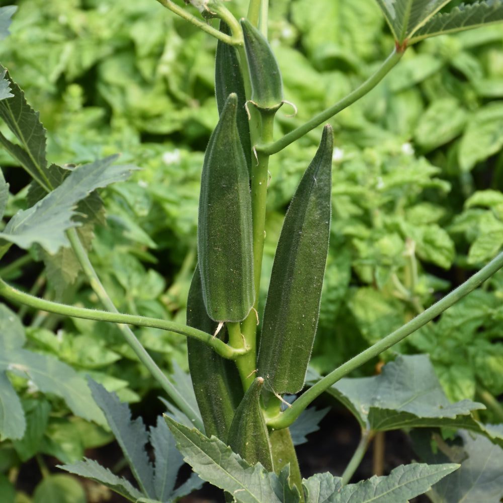 Organic Seed- Okra Clemson Spineless