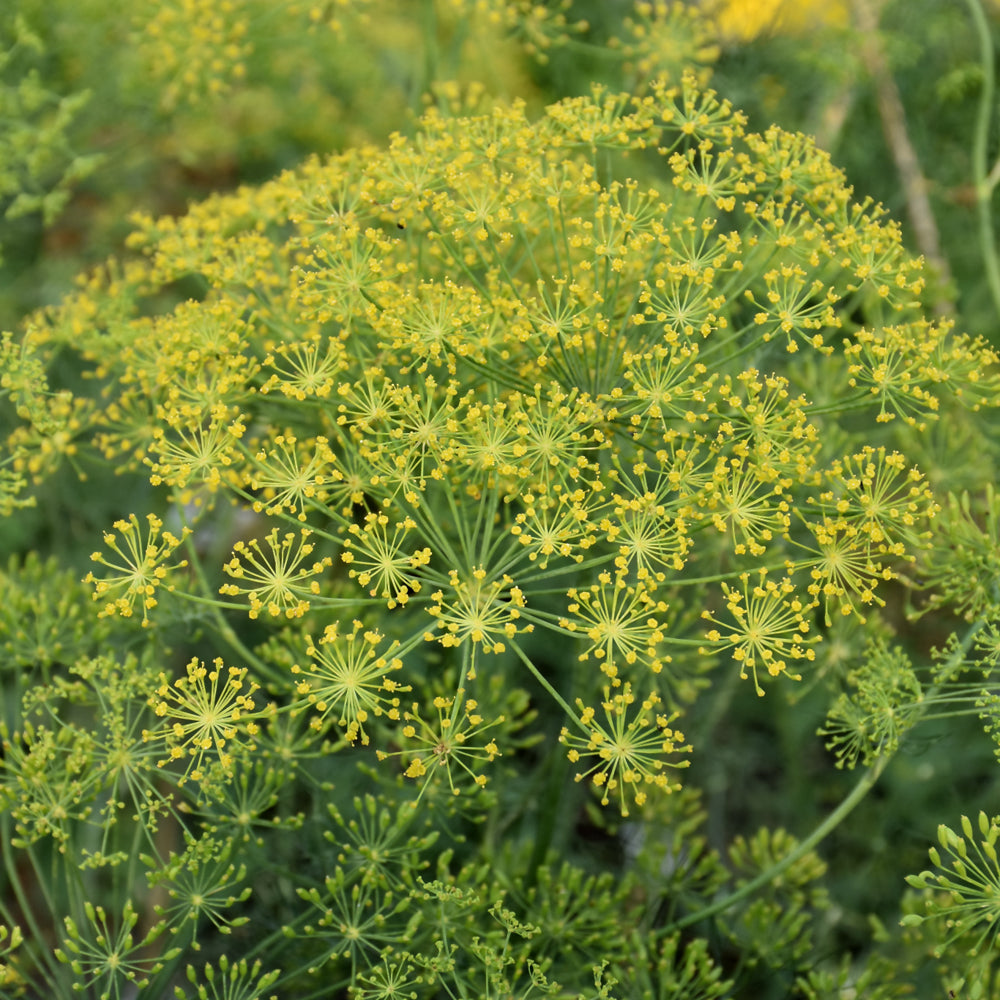 Organic Seed- Dill