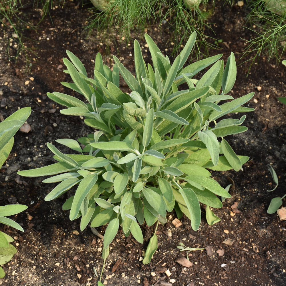 Organic Seed- Sage