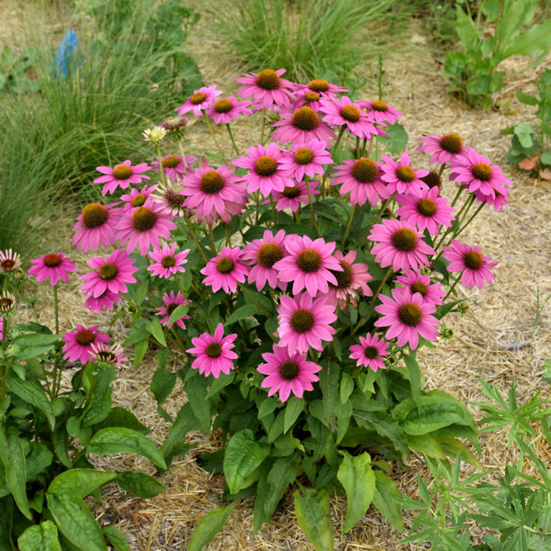 ECHINACEA POWWOW WILD BERRY