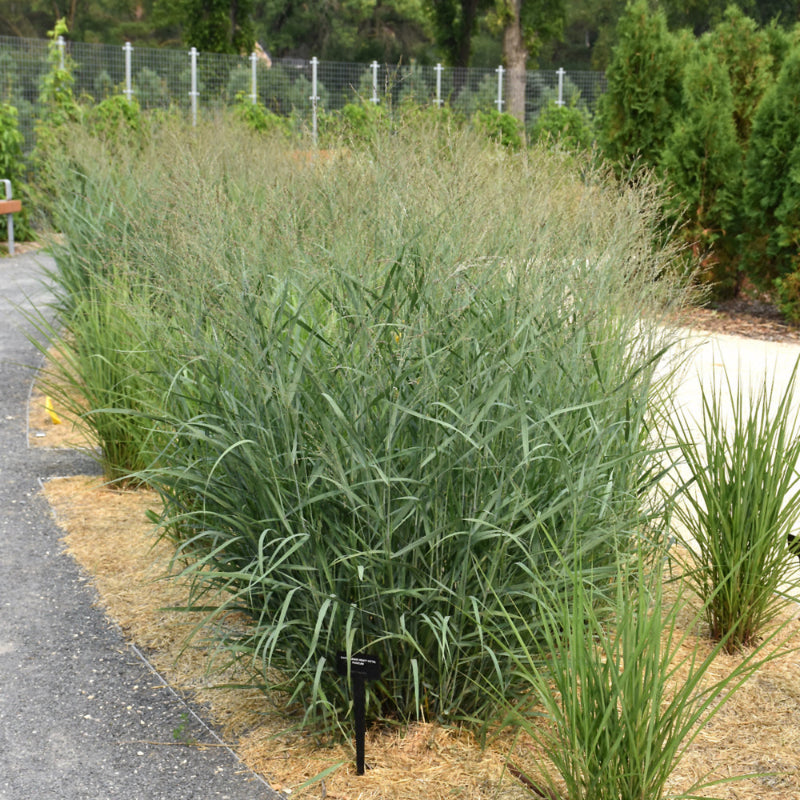 PANICUM HEAVY METAL