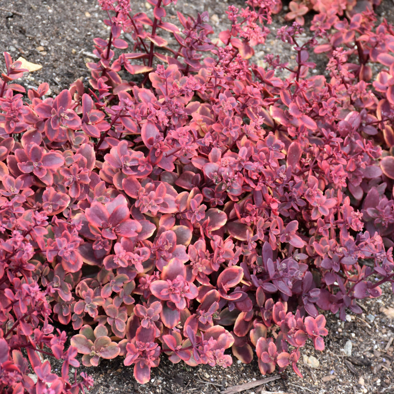 SEDUM WILDFIRE