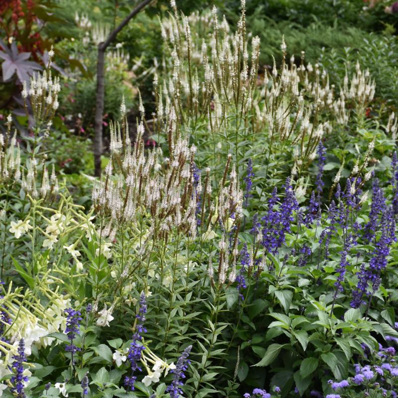 VERONICASTRUM VIRGINICUM