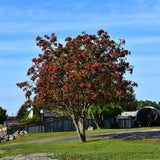 MOUNTAIN ASH SHOWY