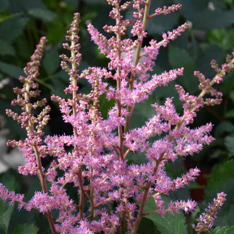 ASTILBE VERONICA KLOSE