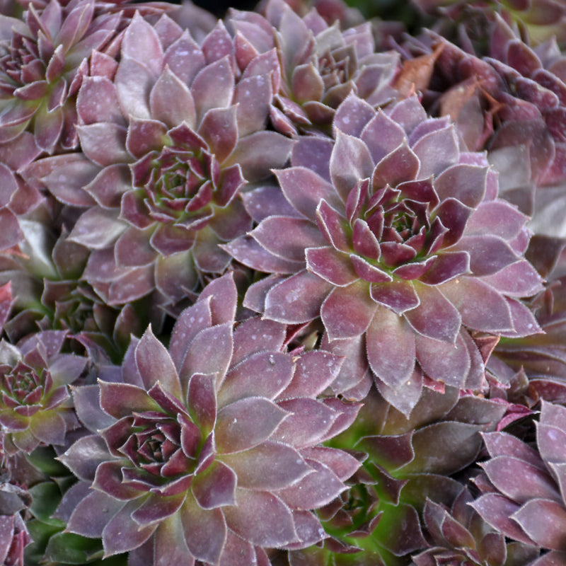 SEMPERVIVUM CHOCOLATE KISS