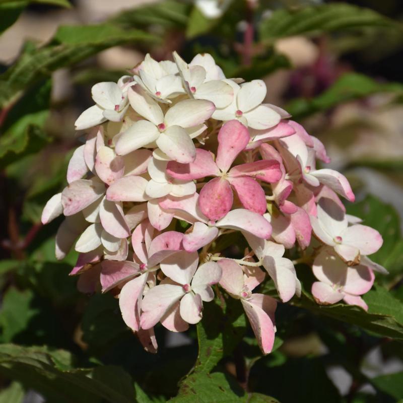 HYDRANGEA QUICK FIRE FAB