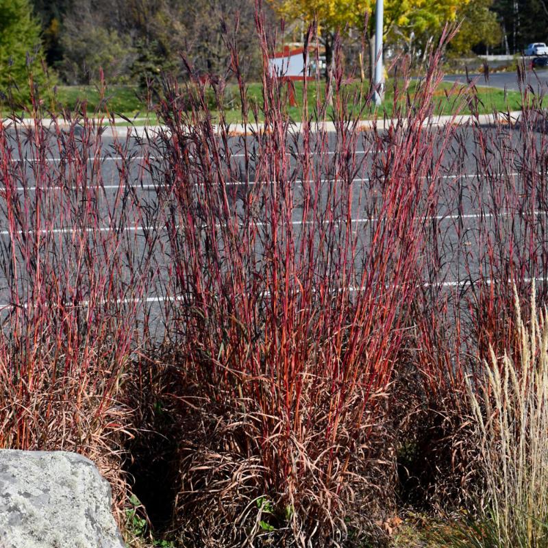 ANDROPOGON RED OCTOBER