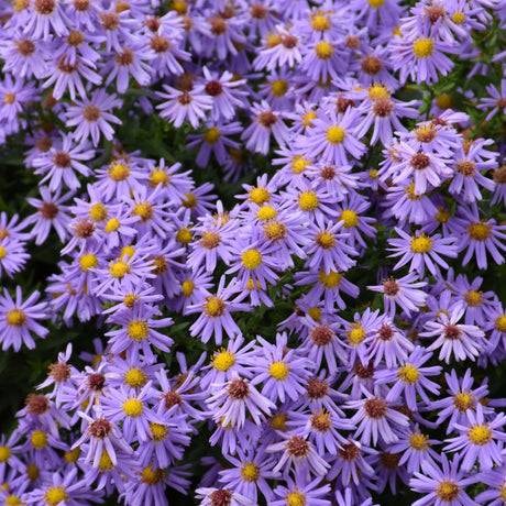 ASTER KICKIN LILAC BLUE