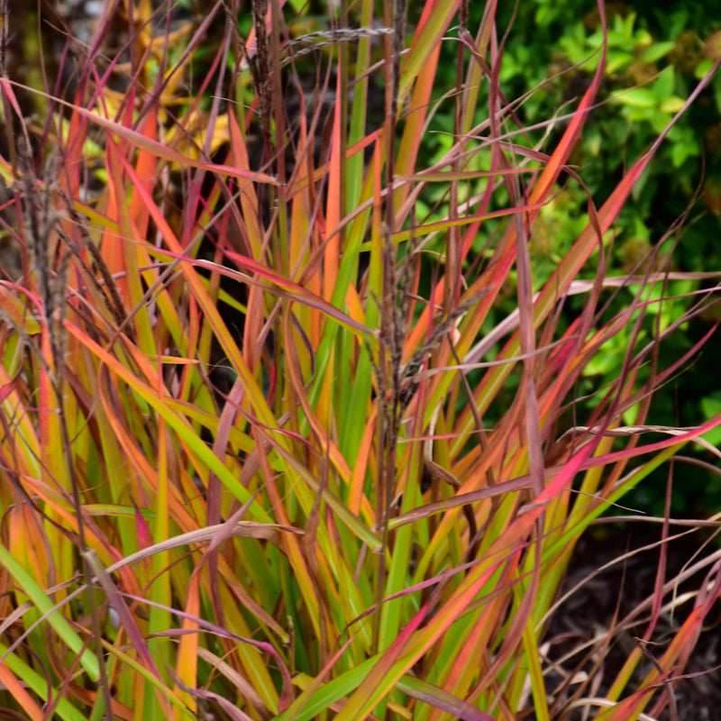 MISCANTHUS PURPURASCENS