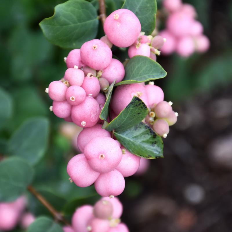 SNOWBERRY PINKY PROMISE