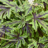 TIARELLA CUTTING EDGE