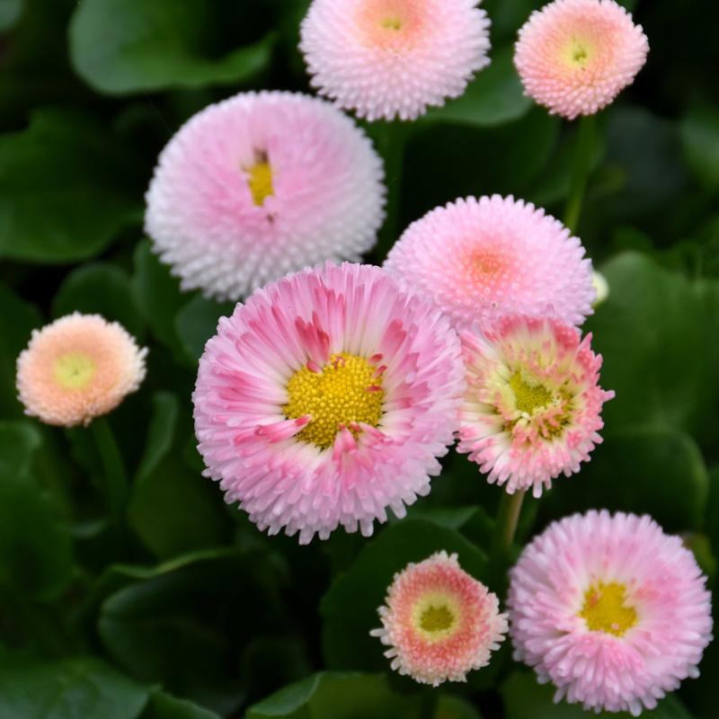 BELLIS STRAWBERRIES & CREAM