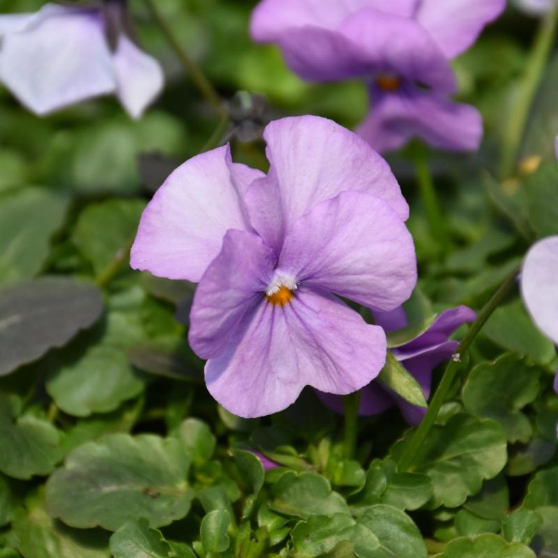 VIOLA SORBET PINK WING