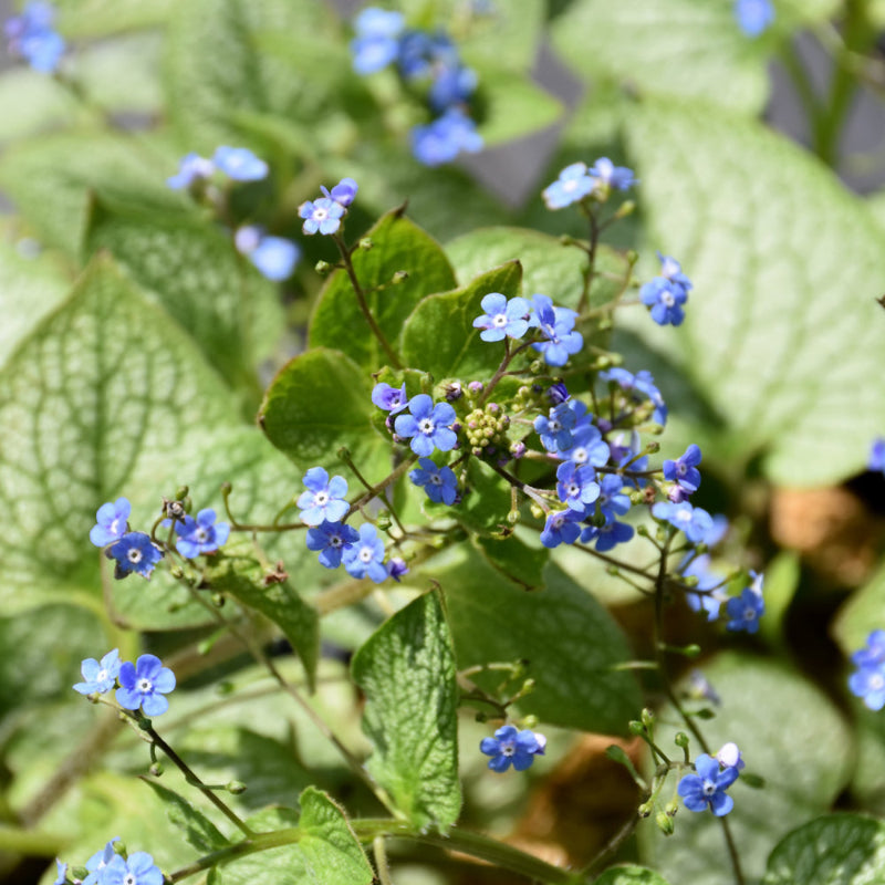 BRUNNERA JACK OF DIAMONDS