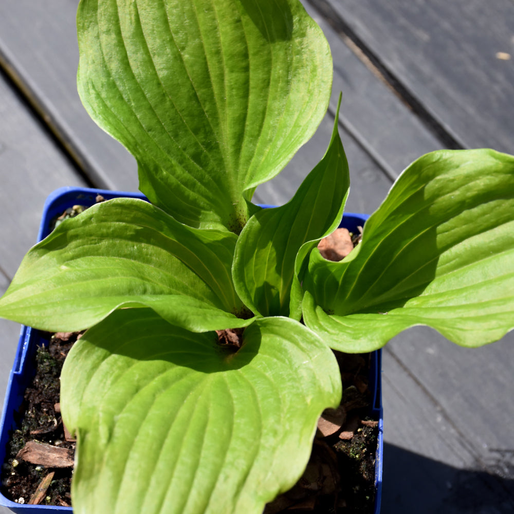 HOSTA GOOSEBERRY SUNDAE