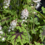 TIARELLA FINGERPAINT