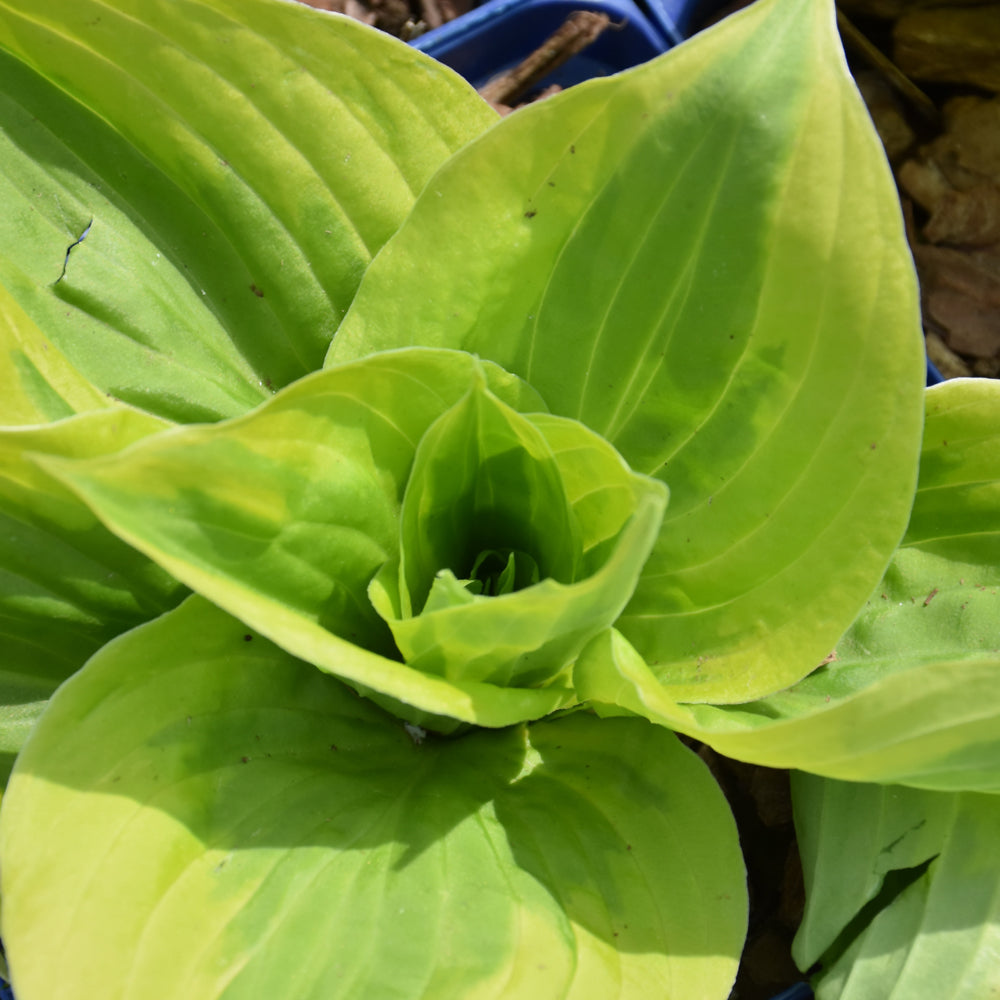 HOSTA SUMMER LOVIN