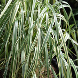 CALAMAGROSTIS HELLO SPRING