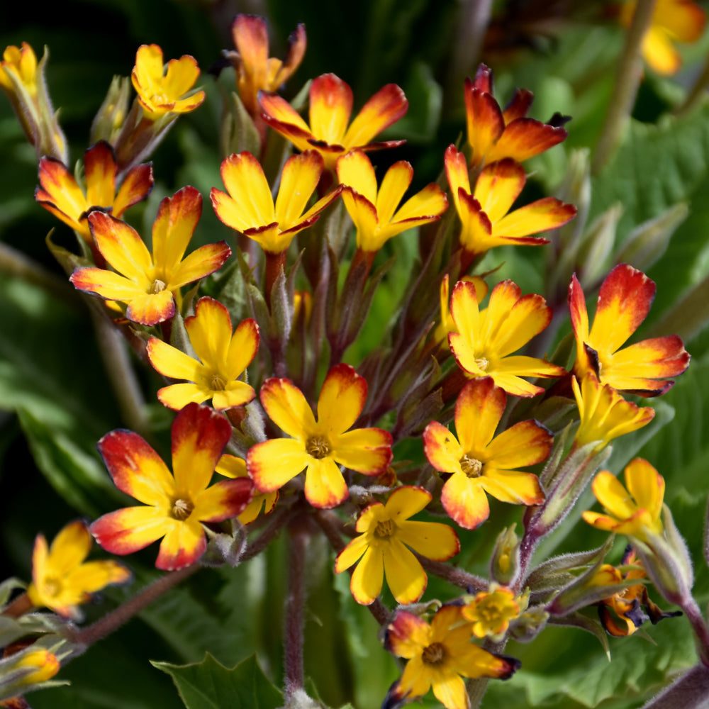 PRIMULA OAKLEAF YELLOW PICOTEE