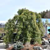 PINE WEEPING WHITE