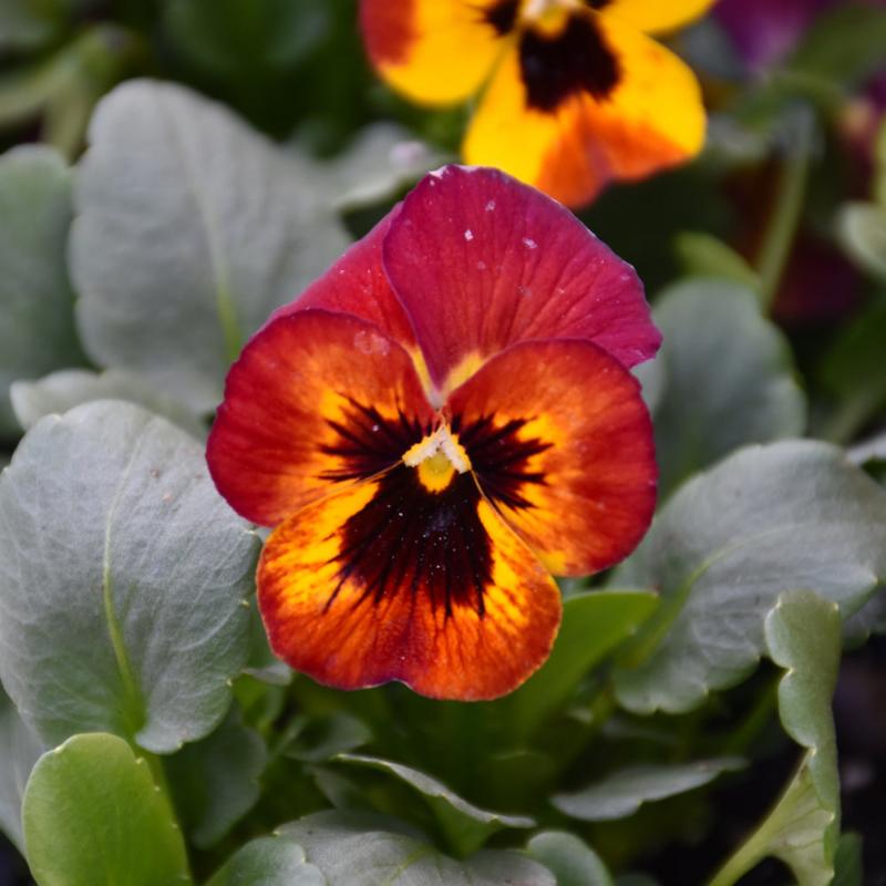 VIOLA SORBET FIRE