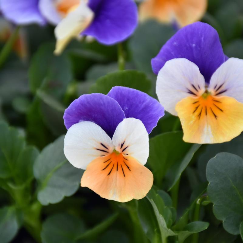 VIOLA PENNY PEACH JUMP UP