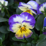 VIOLA PENNY PRIMROSE PICOTEE