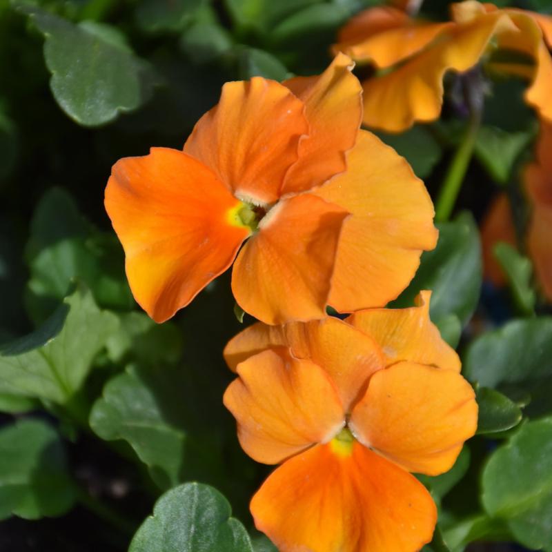 VIOLA PENNY ORANGE