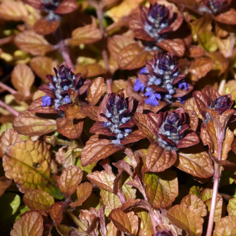 AJUGA PARROT PARADISE