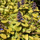 AJUGA TROPICAL TOUCAN