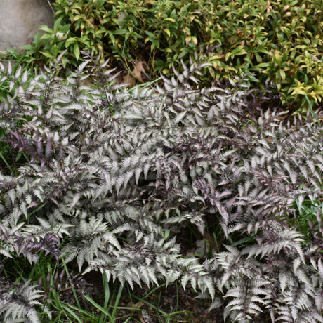 ATHYRIUM PEWTER LACE