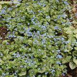 BRUNNERA JACK FROST