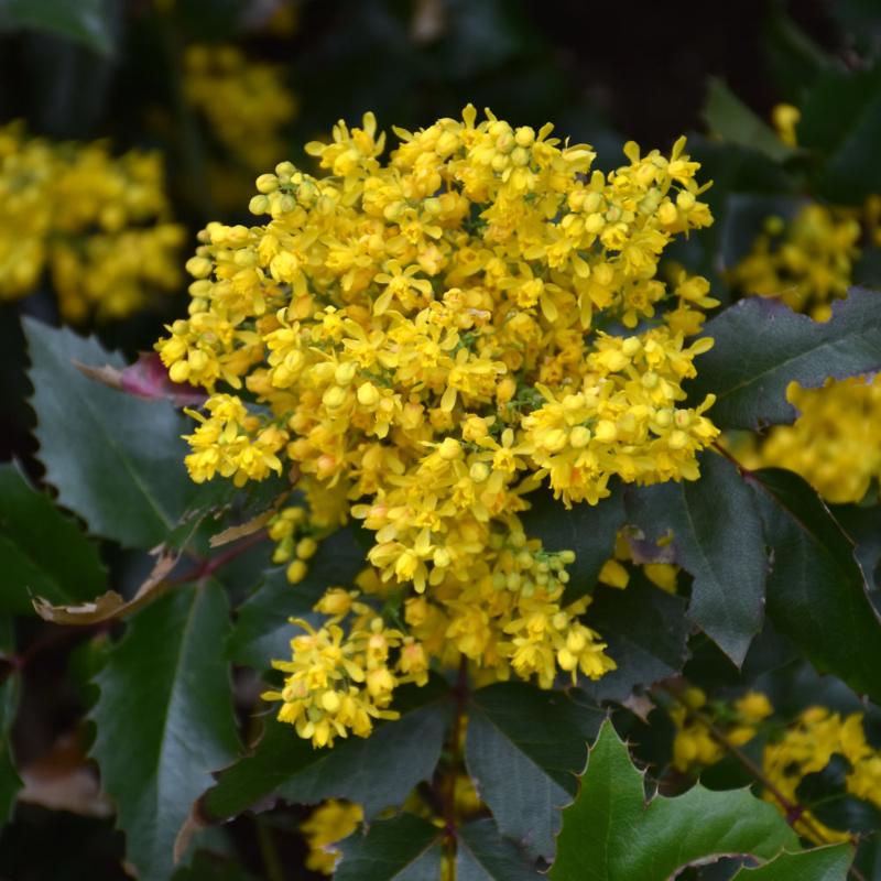 MAHONIA