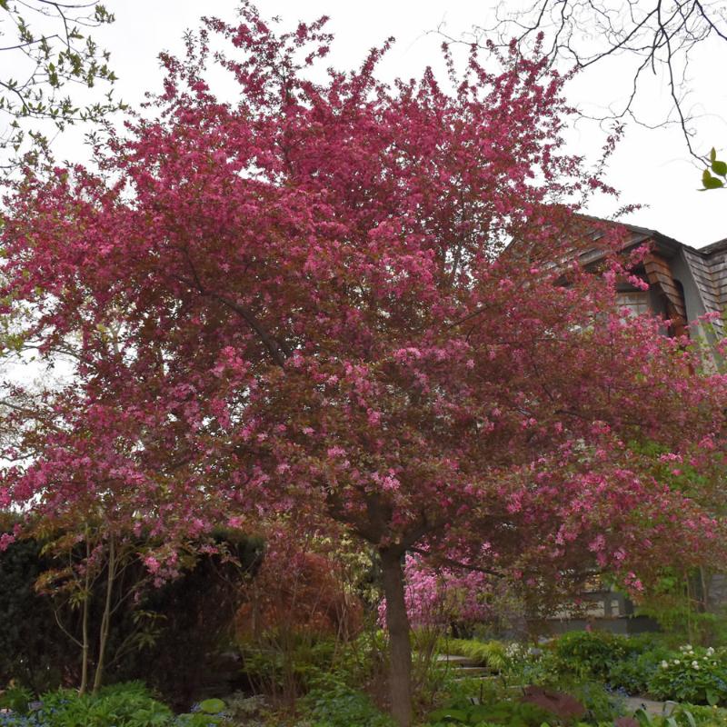 CRABAPPLE ROYAL RAINDROP