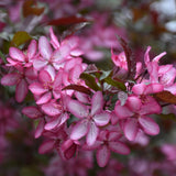 CRABAPPLE ROYAL RAINDROP