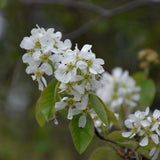 SASKATOON BERRY