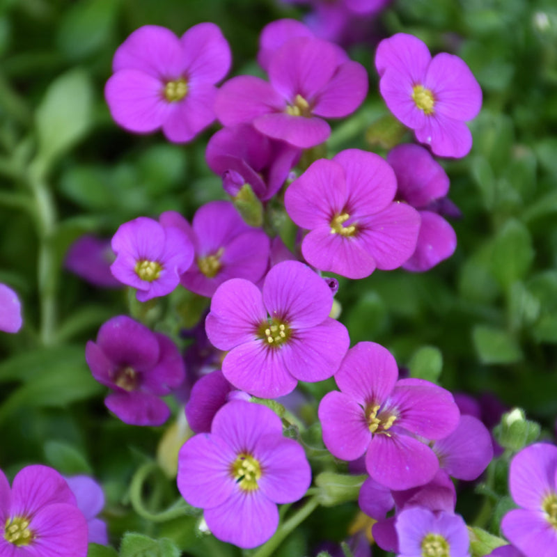 AUBRIETA ROCK ON PINK