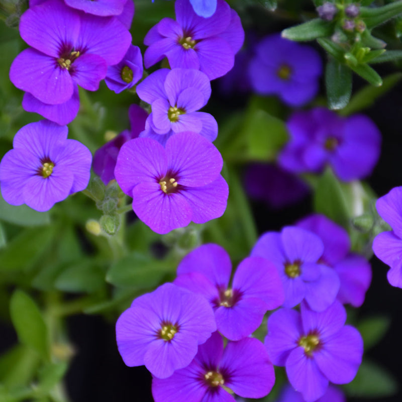 AUBRIETA ROCK ON BLUE