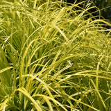 CAREX EVERCOLOR EVERILLO