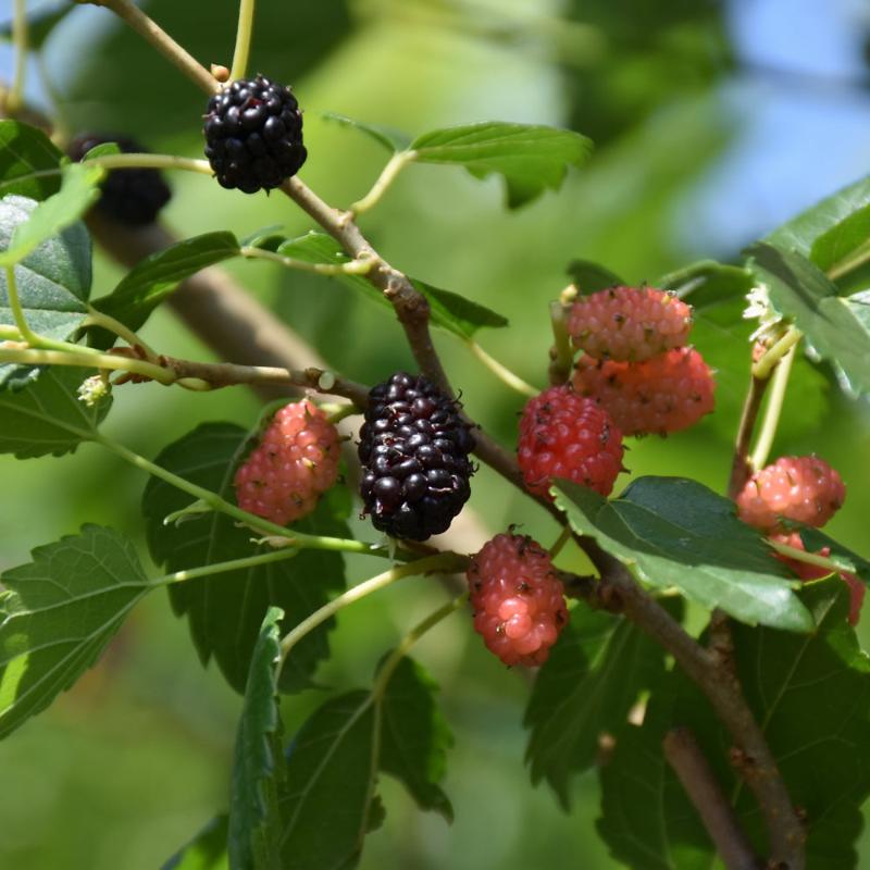 MULBERRY WEEPING FRUITING