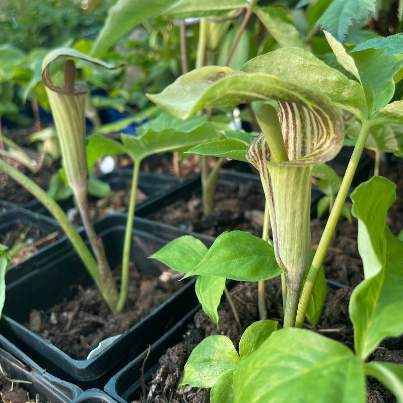 JACK IN THE PULPIT