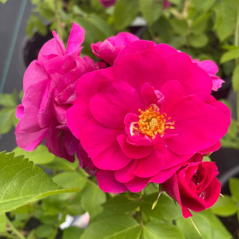 ROSE EXPLORER JOHN CABOT