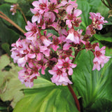 BERGENIA WINTER GLOW