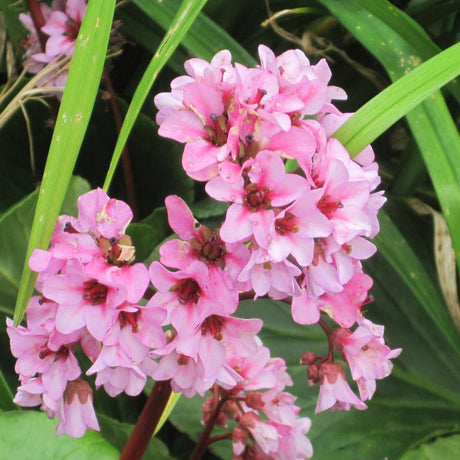 BERGENIA DRAGON FLY SAKURA