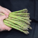 ASPARAGUS JERSEY GIANT