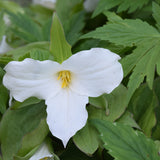 TRILLIUM GRANDIFLORUM